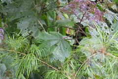 Neomirandea angularis