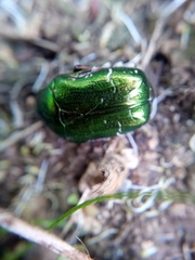 Cetonia aurata