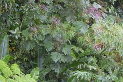 Neomirandea angularis