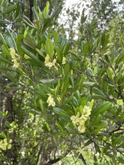 Dodonaea viscosa elaeagnoides