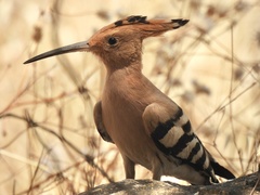 Upupa epops