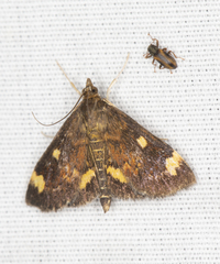 Pyrausta generosa