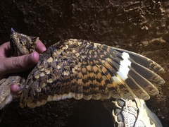 Caprimulgus climacurus