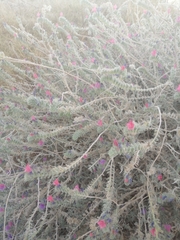 Echium angustifolium