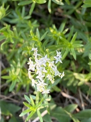 Galium mollugo