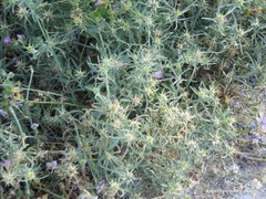 Centaurea × pouzinii
