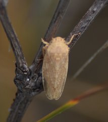 Curtara insularis
