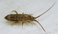 Pogonognathellus dubius