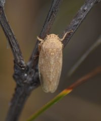 Curtara insularis