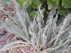 Anchusa azurea