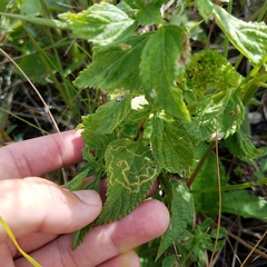 photo of Ophiomyia mine in a Lantana leaf