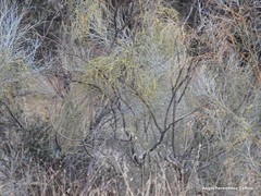 Retama sphaerocarpa
