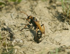 Cryptocheilus octomaculatus