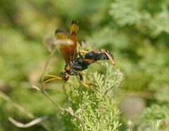 Cryptocheilus rubellus