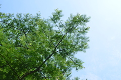 Albizia chinensis