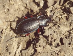 Carabus besseri