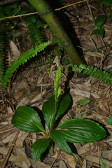Liparis sootenzanensis