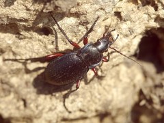 Carabus besseri