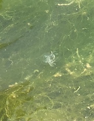 Polyorchis penicillatus