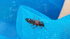 Platydracus stercorarius