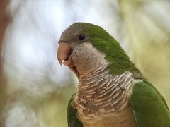 Myiopsitta monachus