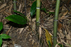 Tainia elliptica