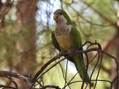 Myiopsitta monachus