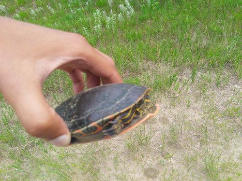photo of Painted Turtle (Chrysemys picta)
