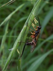 Lissonota lineolaris
