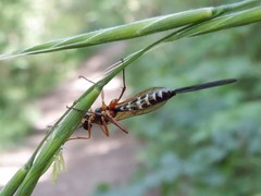 Lissonota lineolaris