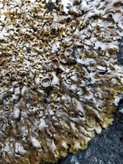 Xanthoparmelia pulla