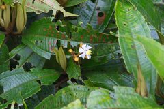Miconia conorufescens