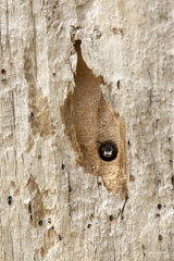 Passaloecus