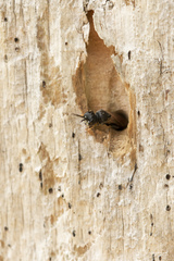 Passaloecus