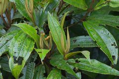 Miconia conorufescens