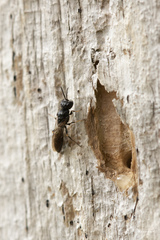 Passaloecus