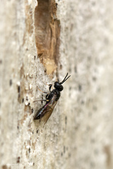 Passaloecus