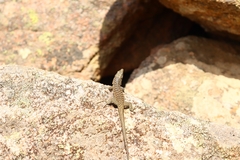 Archaeolacerta bedriagae