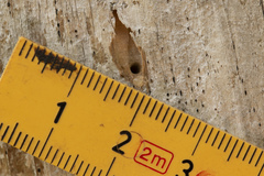 Passaloecus