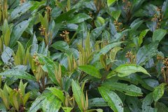 Miconia conorufescens