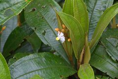 Miconia conorufescens