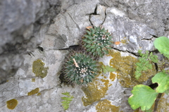 Mammillaria melanocentra melanocentra