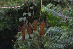 Mucuna monticola