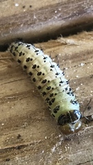 Periclista