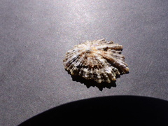 Patella depressa