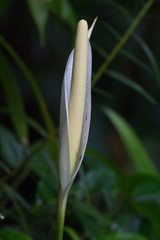 Anthurium monteverdense