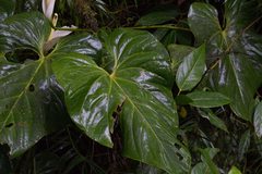 Anthurium monteverdense