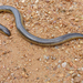 Peter's Giant Blind Snake - Photo (c) Bernard DUPONT, some rights reserved (CC BY-NC-SA)