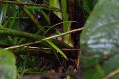 Anthurium monteverdense