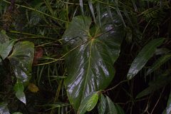 Anthurium monteverdense